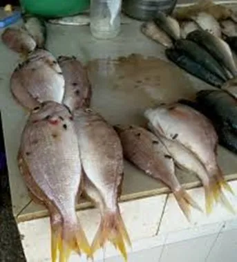 Gambian Fish Vendors Struggle Amidst High Prices and Dwindling Supplies Despite Power Improvements