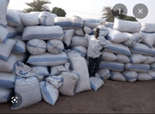 NFSPMC Uncovers D16 Million Groundnut Trade Shortfall